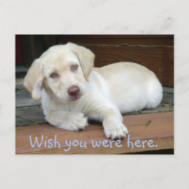 Postal Ojalá Estuvieras Aquí, Cachorro Amarillo