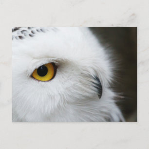 Postal Ojo de búho