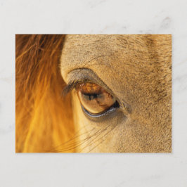 Postal Ojo de caballo