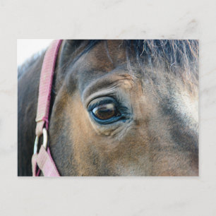Postal Ojo de Caballo