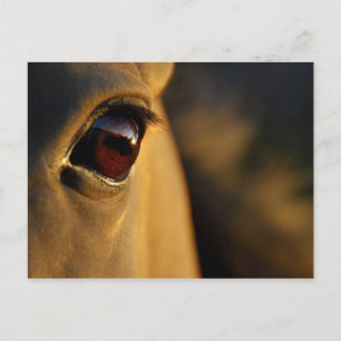 Postal Ojo de caballo al atardecer