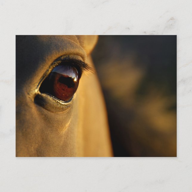 Postal Ojo de caballo al atardecer (Anverso)