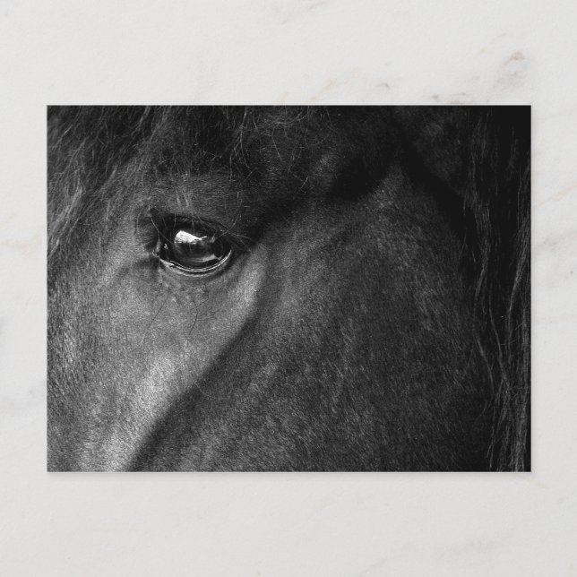 Postal ojo de caballo frisón (Anverso)