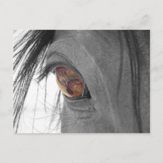 Postal Ojo de Caballo II