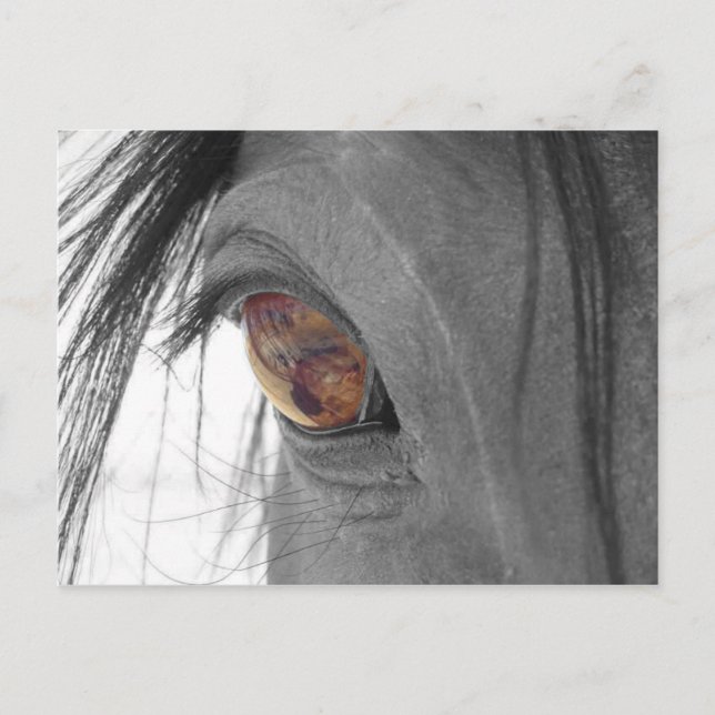 Postal Ojo de Caballo II (Anverso)