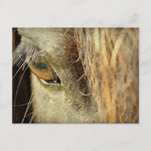 Postal Ojo de Caballo Negro