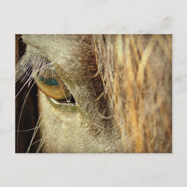 Postal Ojo de Caballo Negro (Anverso)