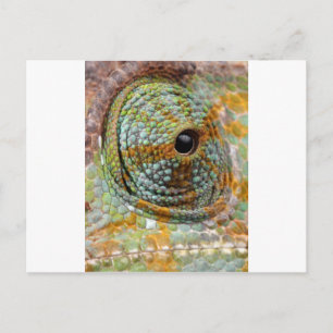 Postal Ojo de Camaleón Mod Estiloso Animal