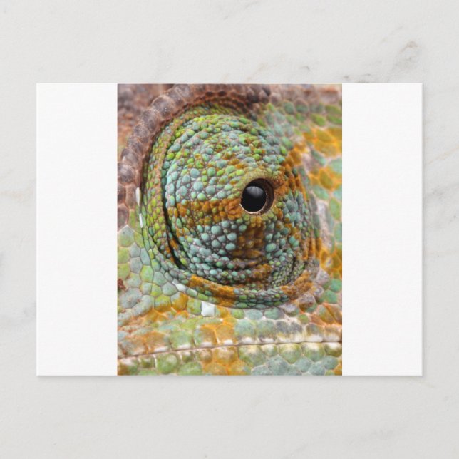 Postal Ojo de Camaleón Mod Estiloso Animal (Anverso)