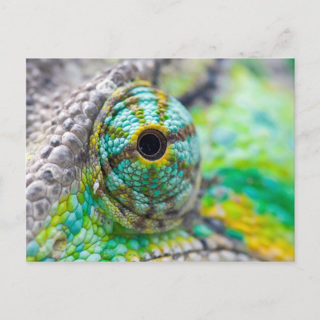 Postal Ojo de Chameleon (Anverso)