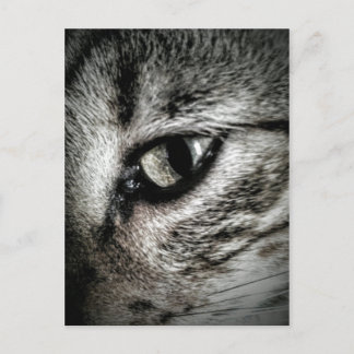 Postal Ojo de gato artístico
