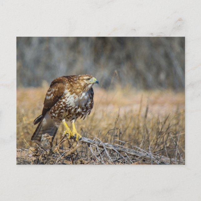 Postal ojo de halcón (Anverso)