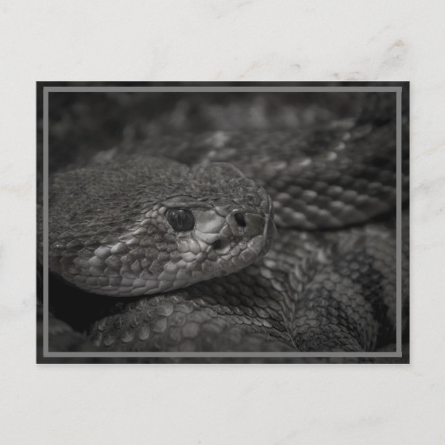 Postal ojo de la serpiente (Anverso)