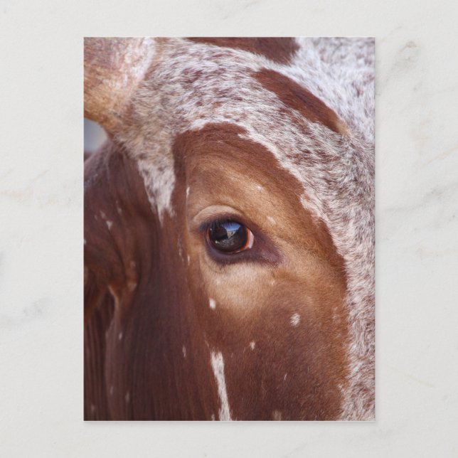 Postal Ojo de vaca (Anverso)