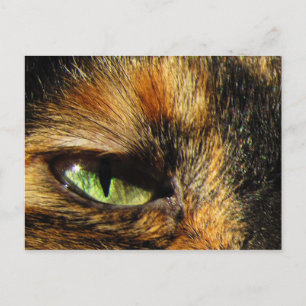 Postal Ojo del gato