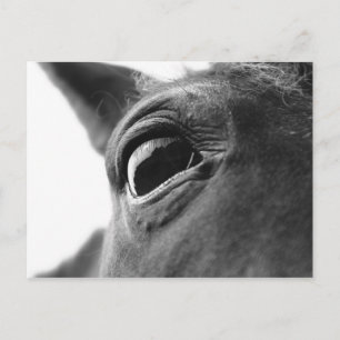 Postal Ojo del potro 1