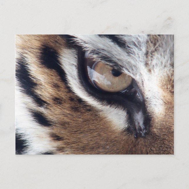 Postal Ojo del tigre (Anverso)