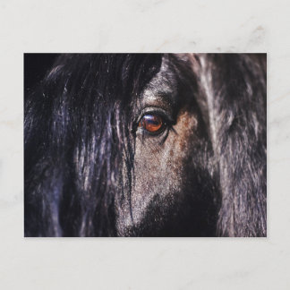 Postal ojo frisón de caballos