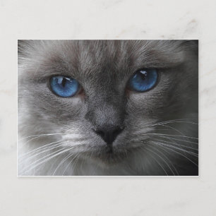 Postal Ojos azules