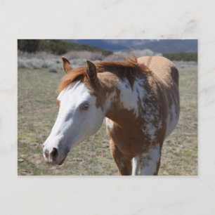 Postal Ojos azules jóvenes