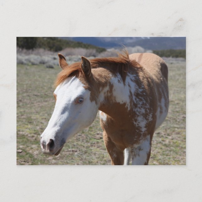 Postal Ojos azules jóvenes (Anverso)