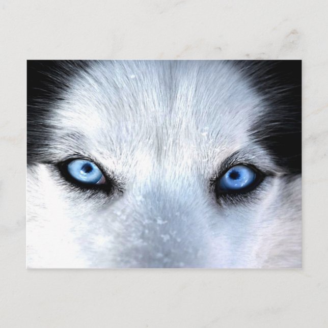 Postal Ojos azules y husmeados siberianos (Anverso)