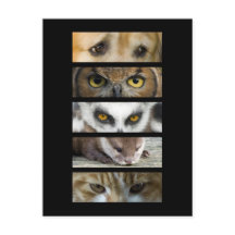 Postal - Ojos de animales