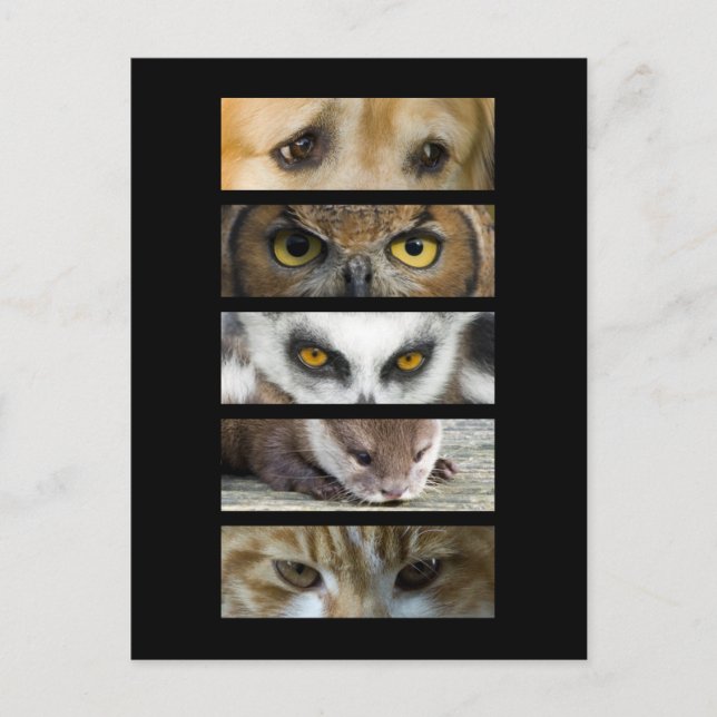 Postal - Ojos de animales (Anverso)