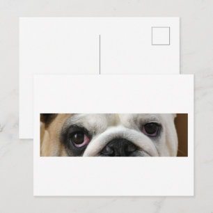 Postal Ojos de Bulldog