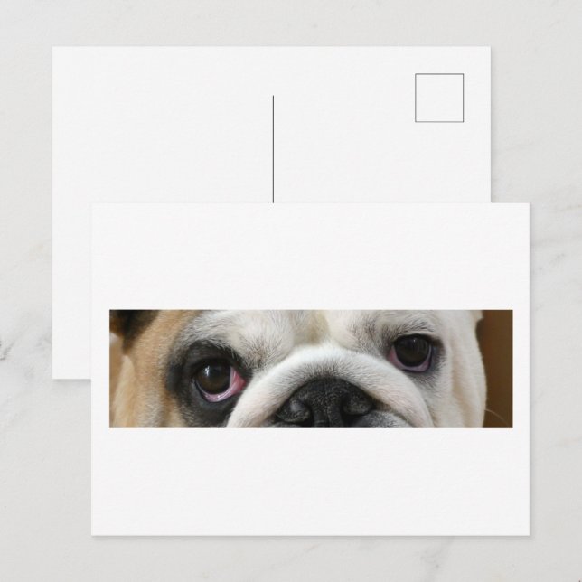 Postal Ojos de Bulldog (Anverso / Reverso)