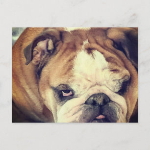 Postal ojos de bulldog apestoso