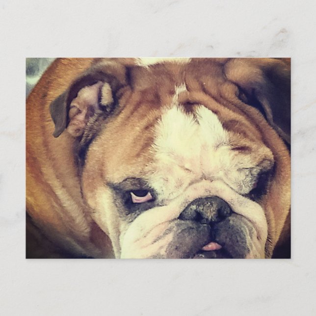 Postal ojos de bulldog apestoso (Anverso)