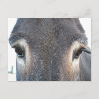 Postal Ojos de burro