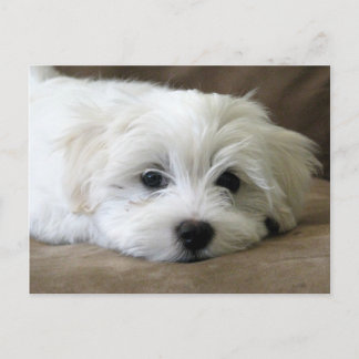 Postal Ojos de cachorro