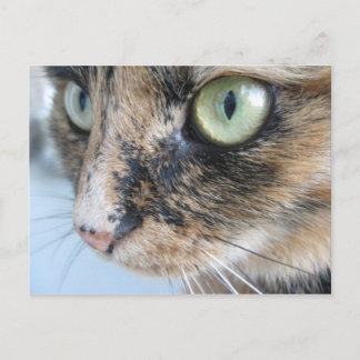 Postal Ojos de gato