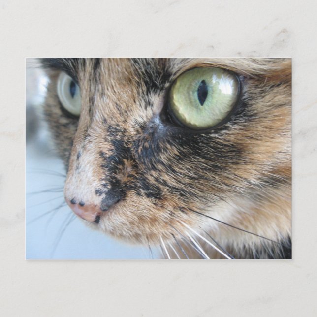 Postal Ojos de gato (Anverso)