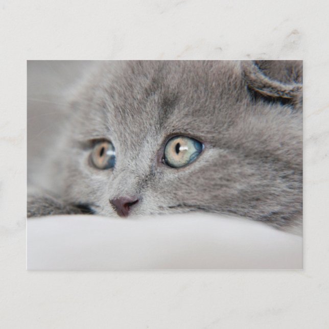 Postal Ojos de gato (Anverso)
