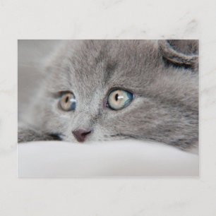 Postal Ojos de gato