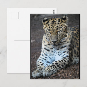Postal Ojos de leopardo cerrados