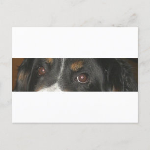 Postal Ojos de perro de montaña de Bernese