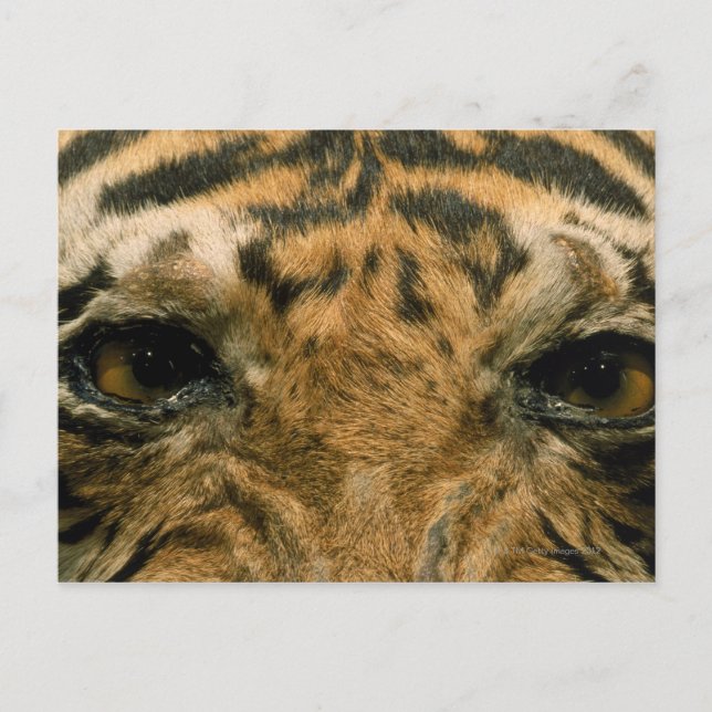 Postal Ojos de tigre (Anverso)