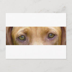 Postal ojos de vizsla.png