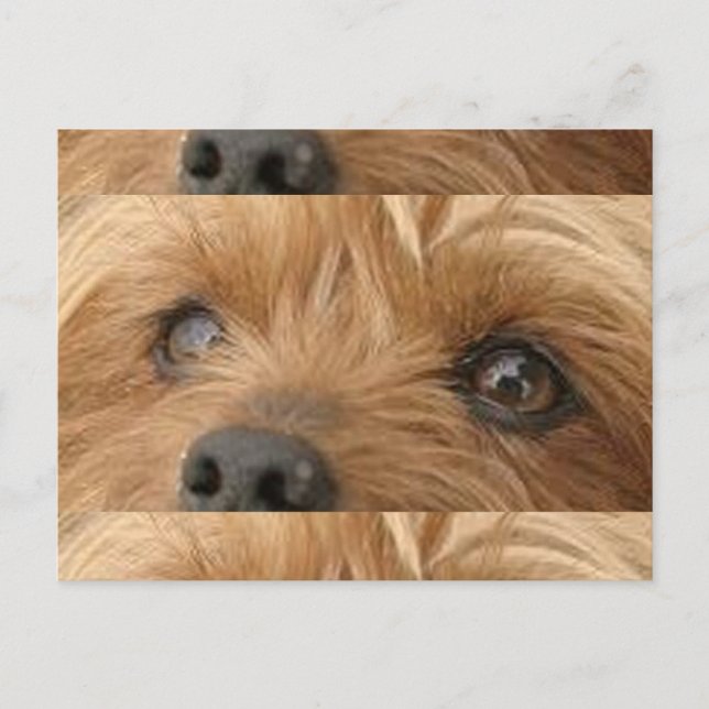 Postal ojos de yorkie (Anverso)