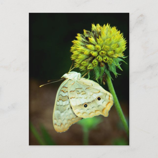 Postal Ojos en ti (Anverso)