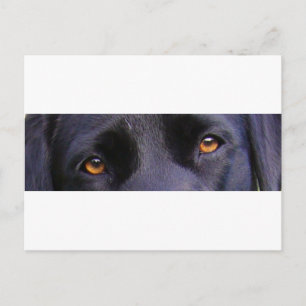 Postal ojos negros LR