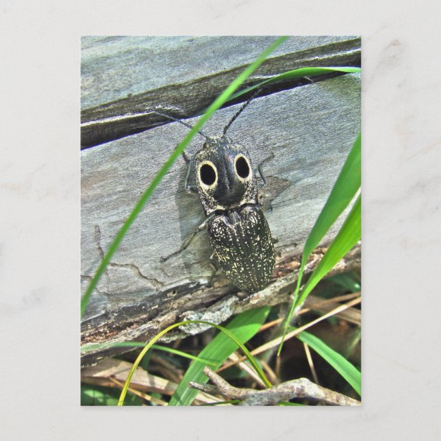 Postal Ojos Orientales Elater Click Beetle - Alaus oculat (Anverso)