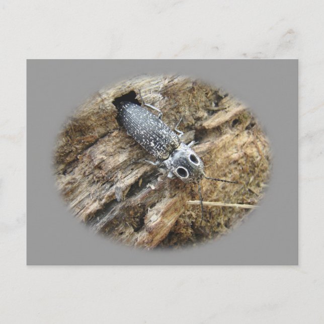 Postal Ojos Orientales Elater Click Beetle - Alaus oculat (Anverso)