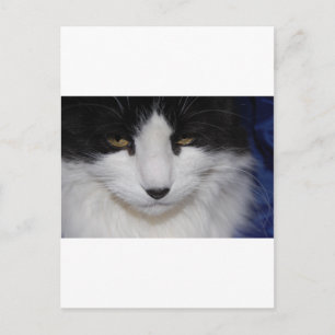 Postal Ojos oscuros de gato
