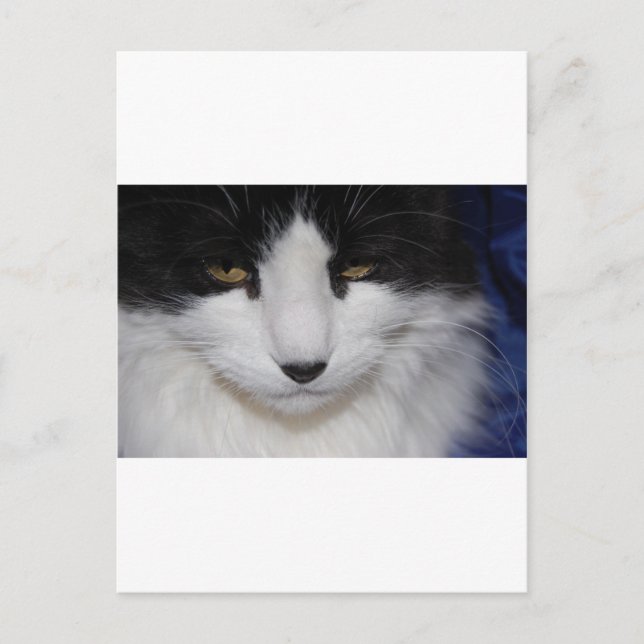 Postal Ojos oscuros de gato (Anverso)