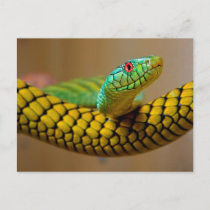 Postal Ojos rojos de serpiente amarilla